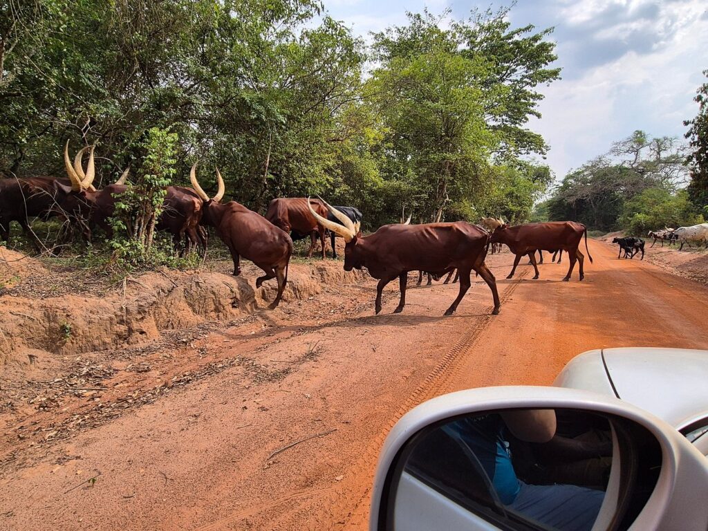 why rent a toyota Rav4 in Uganda